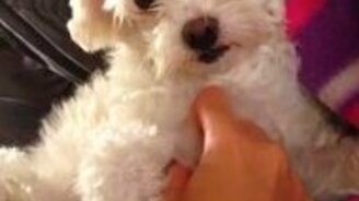 Щенок требует продолжения - смотреть видео (0:16)