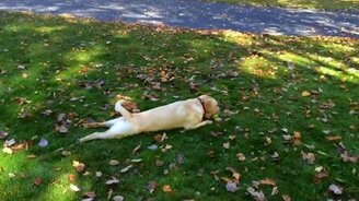 Собака в осенних листьях - смотреть видео (0:48)