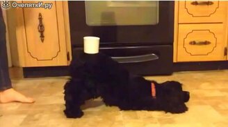 Приколы с людьми и зверятами - смотреть видео (2:51)