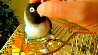 Ласковый и нежный попугай - смотреть видео (0:41)