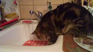 Кот, который совсем не боится воды - смотреть видео (0:26)