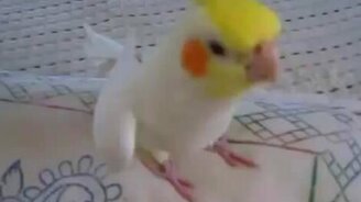 Попугай-свистун - смотреть видео (0:43)