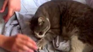 Требовательный к ласке котяра - смотреть видео (3:48)