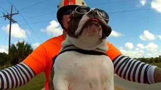 Бульдог-мотоциклист - смотреть видео (0:27)