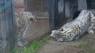 Первая встреча барсов - смотреть видео (3:26)