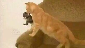 Кошка усыновила кролика - смотреть видео (0:40)