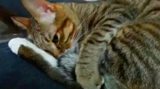 Что кот делает с хвостом? - смотреть видео (0:44)