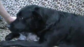 Лабрадор охраняет котёнка - смотреть видео (1:22)