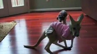 Опасная и устрашающая поза - смотреть видео (0:22)