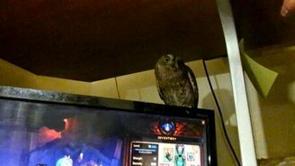 Как совы реагируют на прикосновения - смотреть видео (1:55)