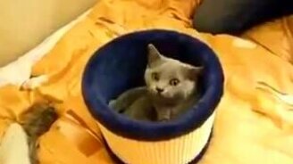 Игра: подуй на кота! - смотреть видео (0:33)