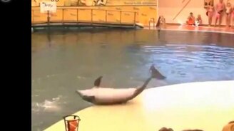 Подбор весёлостей - смотреть видео (4:10)