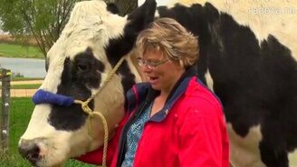 Самая большая в мире корова - смотреть видео (0:43)