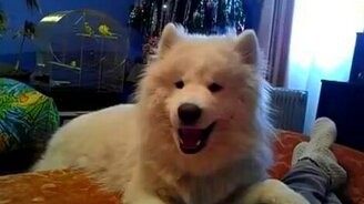 Лайка дразнится - смотреть видео (0:31)