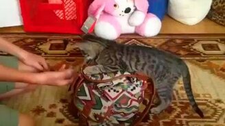 Кошка думает, что она собака - смотреть видео (0:33)