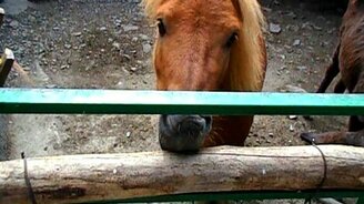 Как коняшки есть просят - смотреть видео (0:23)
