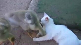 Приставучий гусёнок и белый котик - смотреть видео (2:30)