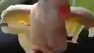 Смешной какаду танцует - смотреть видео (0:35)