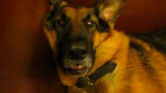 Пробуждение овчарки после глубокого сна - смотреть видео (0:59)