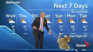 Ведущий погоды против собаки - смотреть видео (1:44)