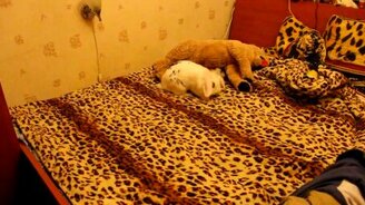 Как резвится кролик - смотреть видео (0:24)