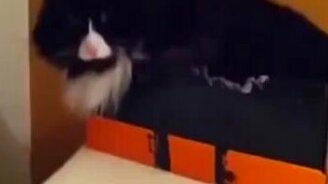 Стоит только запретить... - смотреть видео (0:07)