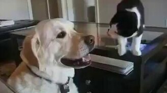 Кошак пристаёт к псу - смотреть видео (3:18)