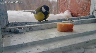 Зимнее видео с синичками - смотреть видео (7:01)