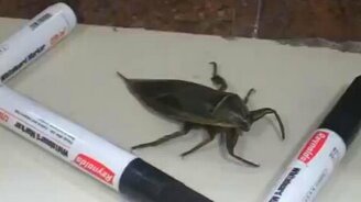 Большой жук загнан в угол - смотреть видео (0:22)