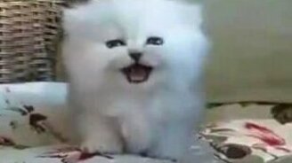 Альбинос-пищалка - смотреть видео (0:32)