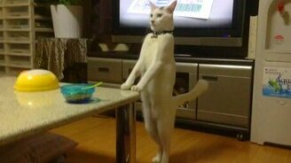 Котяра, кажется, поломался... - смотреть видео (0:37)