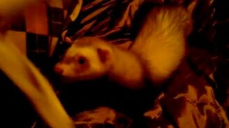 Как хорьки любят бананы - смотреть видео (0:30)