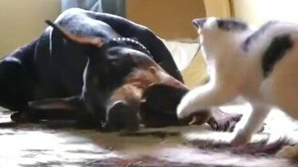 Котёнок играет с доберманом - смотреть видео (1:09)