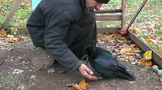 Ворон, дай лапу! - смотреть видео (2:31)