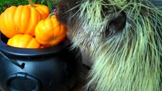 Дикобраз лакомится тыквой - смотреть видео (2:52)