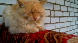 Кот устал ото всех и всего - смотреть видео (0:21)