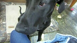 Забавный серый пёс - смотреть видео (0:23)