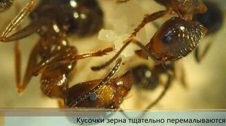 Муравьи: как устроены их отношения? - смотреть видео (2:24)