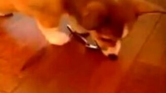 Щенок и страшная ложка - смотреть видео (1:41)