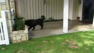 Девчушка и собака играют в прятки - смотреть видео (1:40)