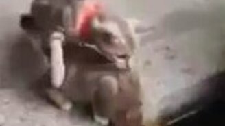 Карп испугал любопытных кошек - смотреть видео (0:45)