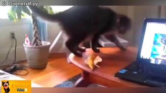 Весёлые и нелепые кошки - смотреть видео (20:47)