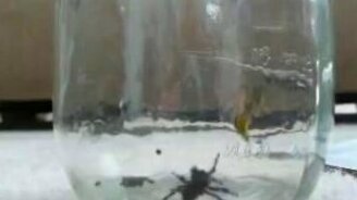 Смертельный поединок - смотреть видео (0:56)