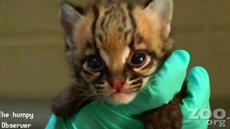 Животные нежности и забавности - смотреть видео (6:42)