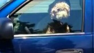 Вот чем надо бибикать! - смотреть видео (0:31)