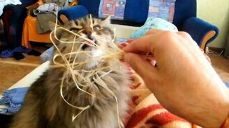 Котяра попал под санкции - смотреть видео (0:34)