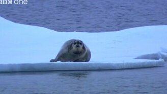 Охота белого медведя на тюленя - смотреть видео (2:47)