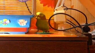 Попугайчик учится вращать волчок - смотреть видео (3:40)