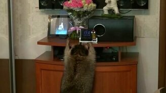 Енот проказничает с розами - смотреть видео (1:09)