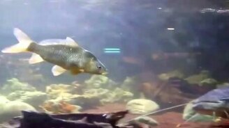 Охота сома на рыбёшку - смотреть видео (1:37)